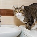 猫が水を飲まない原因と考えられる病気、その対処法
