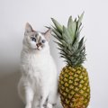 猫にパイナップルは食べさせてもいい？効果と正しい与え方