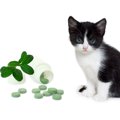 猫の免疫力を高めるサプリおすすめはこれ！免疫力を上げる猫用のサプリメントの選び方も！