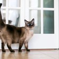 猫がビクビクする理由と可能性のある病気