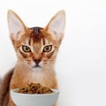 猫に『有害なキャットフード』の特徴3つ！食べた時の症状
