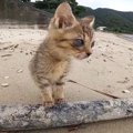 保護子猫を海辺の散歩に連れて行った結果……尊い光景に心奪われる人続…