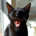 猫の『お口トラブル』に要注意！日頃からできるチェック項目５つ