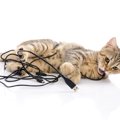 猫が『電気コード』を噛んでしまう3つの理由　事故を防ぐためにできる…