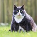 猫の『肥満』が及ぼす影響について