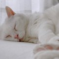 猫が寝てくれない…悩める飼い主が試すべき『寝かしつけ』の方法3つ