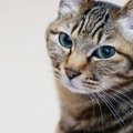 猫のチャームポイント『Mマーク』の秘密4つ♡どんな猫にあらわれやすい…