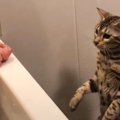 『入浴中の飼い主の足をみた猫』の反応…面白すぎる姿に爆笑する人続出…