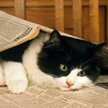 なぜ猫は新聞紙やチラシの上に乗りたがるの？考えられる4つの理由　薄…