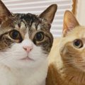 みんなの保護猫物語〜ニャン太ちゃん・喜次郎ちゃんとの出会い〜