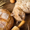 猫に『小麦粉を使った食品』をあげてもOK？3つの種類別に気をつけたい…