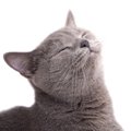 猫の『喜怒哀楽』を示す4つのサイン　猫たちが全身で伝えている今のキ…