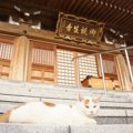 福井の猫寺『御誕生寺』猫好きさんが集まるその訳とは？