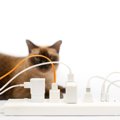 猫が『電気コード』を噛みたがる心理4つ！危険性と飼い主がすべき対策も