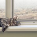 猫が『雨の日』によく眠るのはなぜ？3つの理由