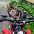 猫がバイクに乗ってくる！その理由とは