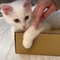 箱を開けたい飼い主さんと開けさせたくない子猫ちゃんの攻防戦♡