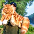 大きくて優しい猫『メインクーン』を画像で！巨大なぬいぐるみのよう…