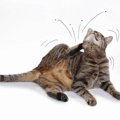 猫にノミがいるときの症状と駆除する方法