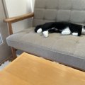「少し離れている間に…」ソファーの一等席を猫に占領されている光景が…
