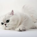 ペルシャ猫の体重と肥満を防止する対処法について