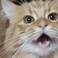 猫が「口パク鳴き」するのはなぜ？５つの理由