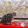 猫にはアブナイ『春の行事』3選　気の緩みで猫を危険な目に合わせない…