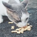 猫がカルシウムを摂れる3つの食べ物と与え方
