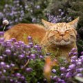 猫も『花粉症』になる？発症している場合の症状や治療法などを解説