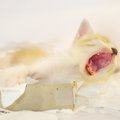 猫がウエットティッシュを食べる…考えられる原因と対策