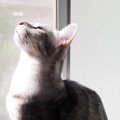 猫をより幸せにするワンランク上の生活の作り方４つ