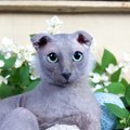 ウクラニアンレフコイ（ユークレイニアンレフコイ）｜どんな猫？歴史や特徴、性格や値段について