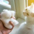 猫の毛玉はどうしてできるの？お手入れと予防する方法