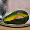 猫の命を脅かす『危険な野菜』5つ　どれくらい食べたら危ない？誤飲し…