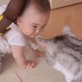 猫が『近づいてきた赤ちゃん』に…やさしく対応する光景がほっこりする…