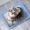 迷える飼い主必見！猫の『トイレトレーニング』を成功に導くポイント…