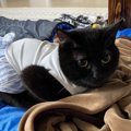 猫に服が必要なタイミングと着せる時の注意点