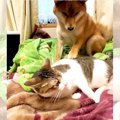 『昼寝したい猫』VS『遊んでほしい犬』…可愛すぎるちょっかいに32万回…