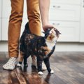 猫が足もとでウロウロ…その行為に秘められた愛猫からのメッセージ4選