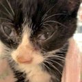 風邪でボロボロの子猫4匹…一命を取り留め幸せに！