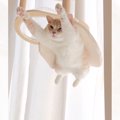 『空を飛びたい猫』の夢を叶えてみたら…驚きの光景に脳がバグると207…