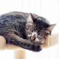 猫の『体調不良』を知らせる寝姿2選　ぐっすり快眠中とはどう違う？他に見…