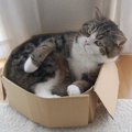 タレント猫「まる」の人気の秘密と経歴