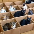 9匹の猫が『大量の段ボール箱』を見たときの反応…まさかの光景がかわいす…