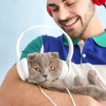 猫にとっての『癒しの音』3選♪好まれる理由や効果なども徹底解説！