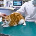 猫と『動物病院』うまく付き合うためのアイデア3選　慣らすためにはマメに…