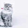 猫の『病気予防』に繋がる5つの習慣