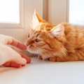 猫に人差し指を向けるとクンクン嗅いでくるのはどうして？3つの理由