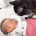 猫が初めて『人間の赤ちゃん』を見たら…心温まる反応に"ほっこり&quo…