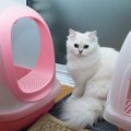 猫のトイレ掃除の方法（クエン酸、重曹、オキシクリーン）洗う頻度